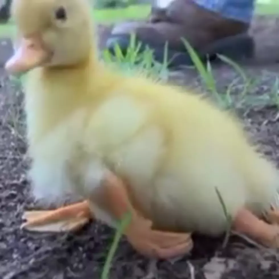 Freaky Four-Legged Duck Hatched in Louisiana