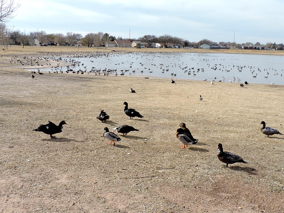 Canadian Geese Make Their Annual Stop in West Texas [Video]