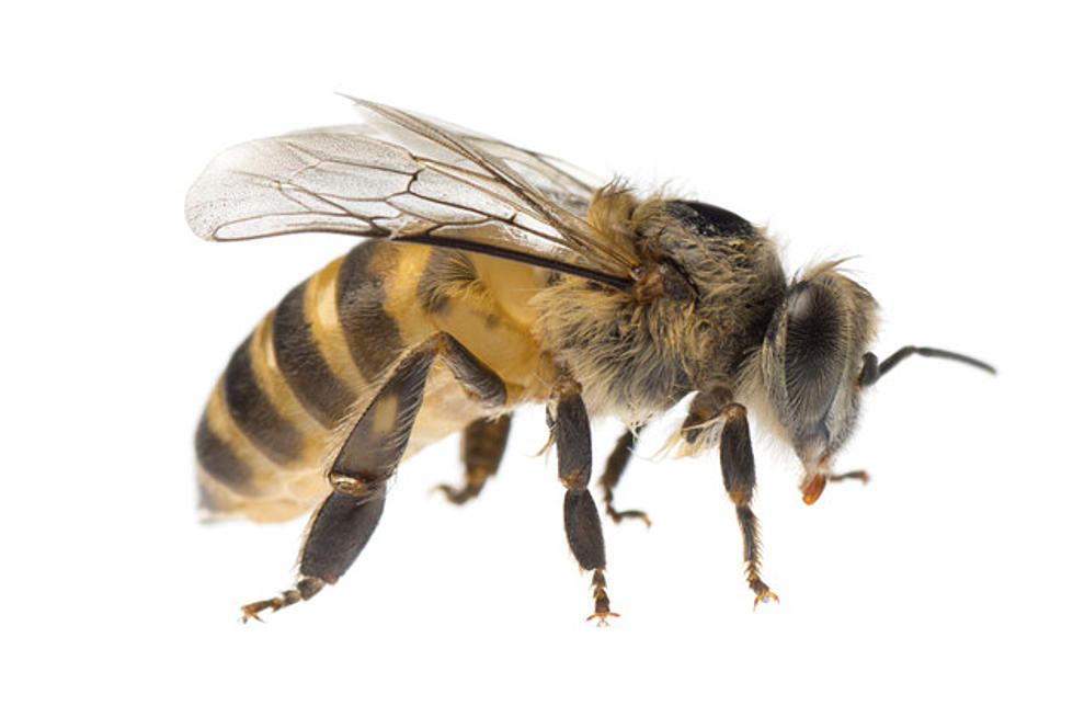 Watch a Creepy but Cool Video About the Beginning of a Bee’s Life [VIDEO]