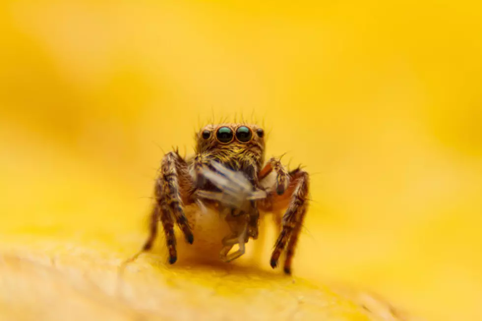 Scientists Have Discovered That Some Spiders Almost Fly. Sweet Dreams Tonight Everybody [VIDEO]