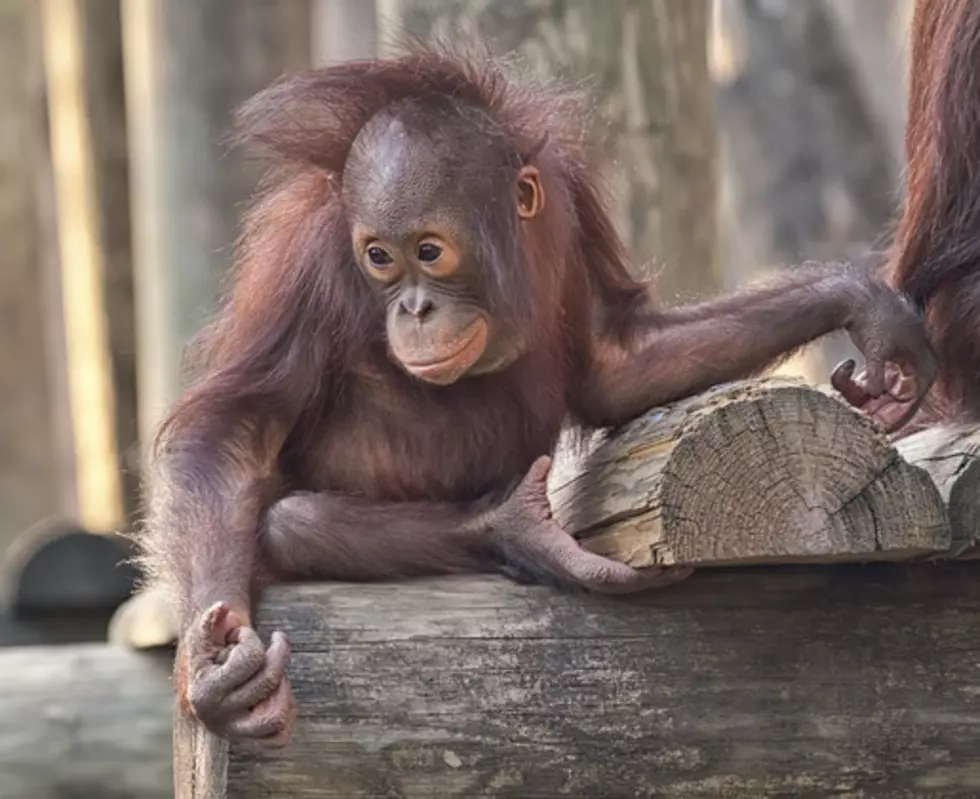 Your Feel Good Video Of The Day: Orangutans Love Magic, Who Knew [VIDEO]