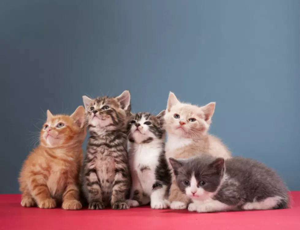 If You&#8217;re Tired Of Election Noise There Is A Live Stream Of Kittens Playing You can Watch [VIDEO]