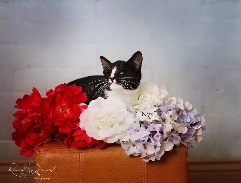 Nyx the Blind Kitten Seeks Amazing Owner for Fur-Ever Home