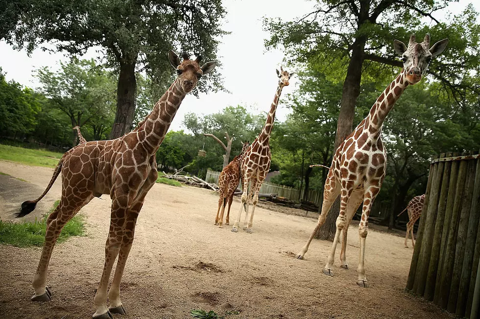 Texas Zoo Complete With Animals, Vehicles and a House for Sale Near Houston