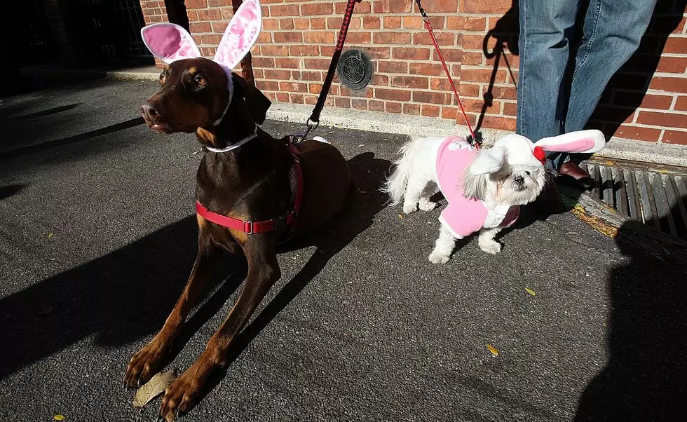 Three Dog Bakery Presents &#8216;Easter Beg Hunt&#8217; &#8211; An Egg Hunt For Dogs!