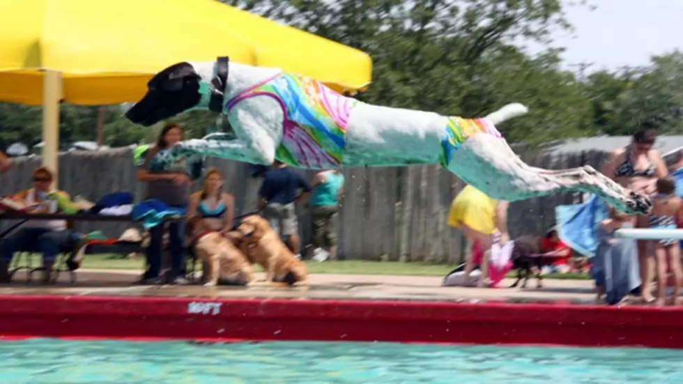 Time to Take Your Four-Legged Friend for a Swim in Lubbock