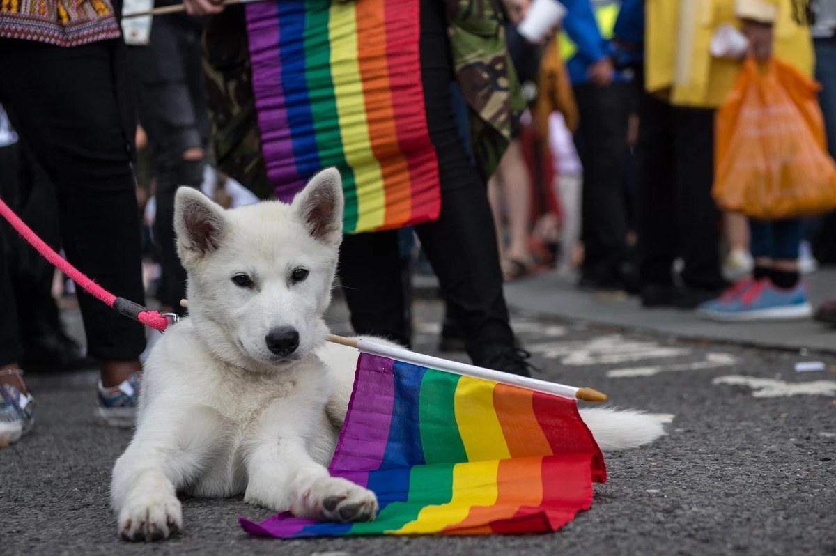 Pet pride для собак. Флаг собак.
