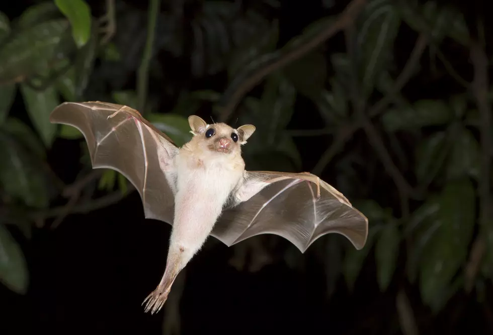 Spooky! Lubbock Animal Services Seeks Help Locating Person Who Dropped Off an Actual Bat