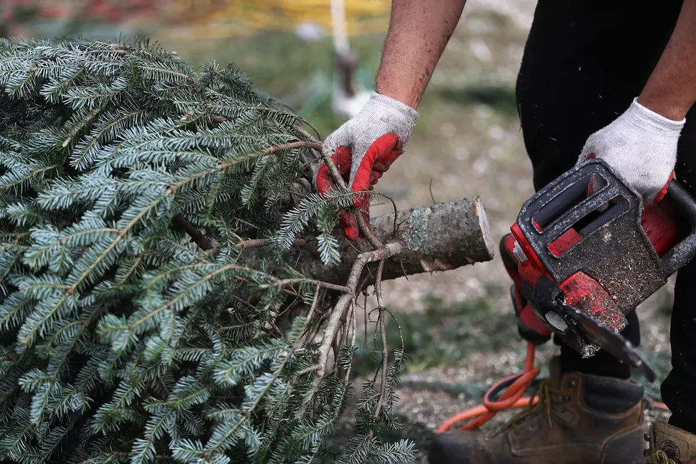 Where, When &#038; How To Recycle Fresh Cut Christmas Trees In Lubbock