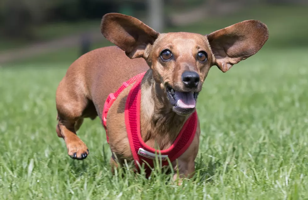 Dusty Puddles Specializes In Dachshund Rescue