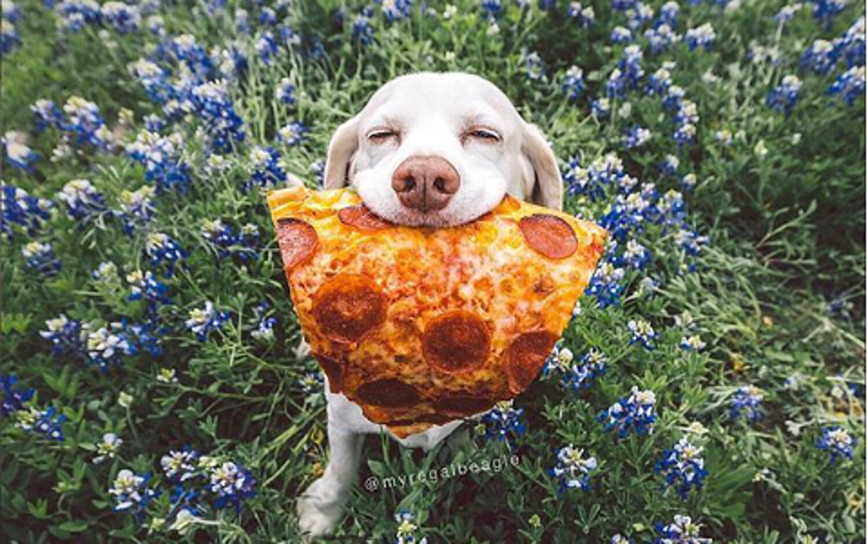 Spring in Texas Means Dogs in Bluebonnets