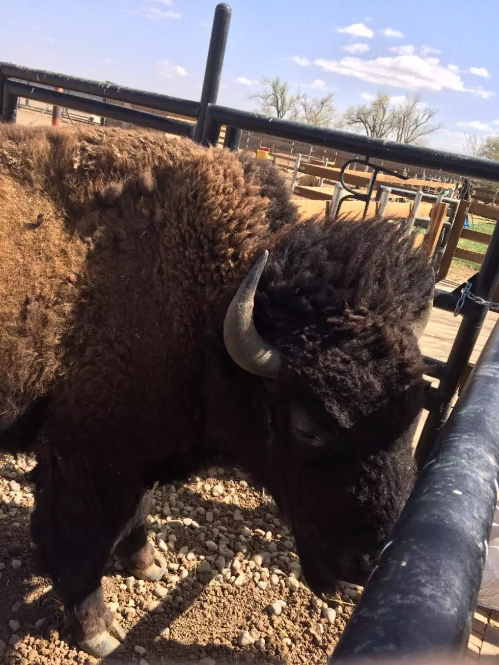 Boleo and Luke Saw What When They Were in Amarillo?