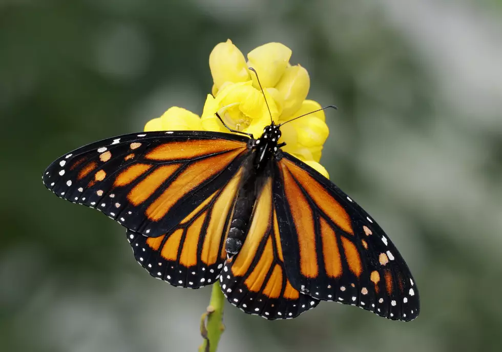 Lubbock&#8217;s Garden &#038; Arts Center to Host 9th Annual Butterfly Release
