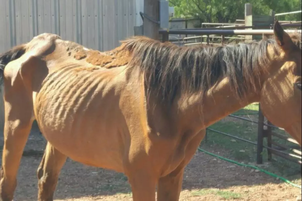 A Lubbock Horse Rescue Is Seeking Donations for Chablis, the Worst Abuse Victim They’ve Ever Seen