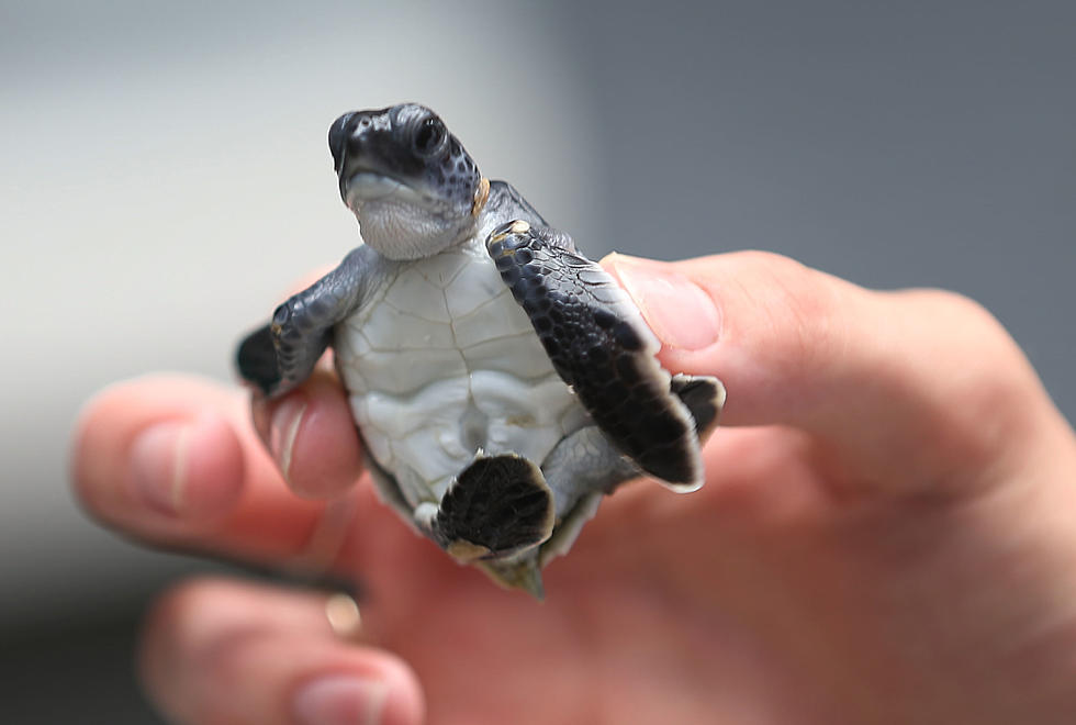 Texas Tech Students Spend Their Summer Costa Rica Trip Saving Baby Turtles