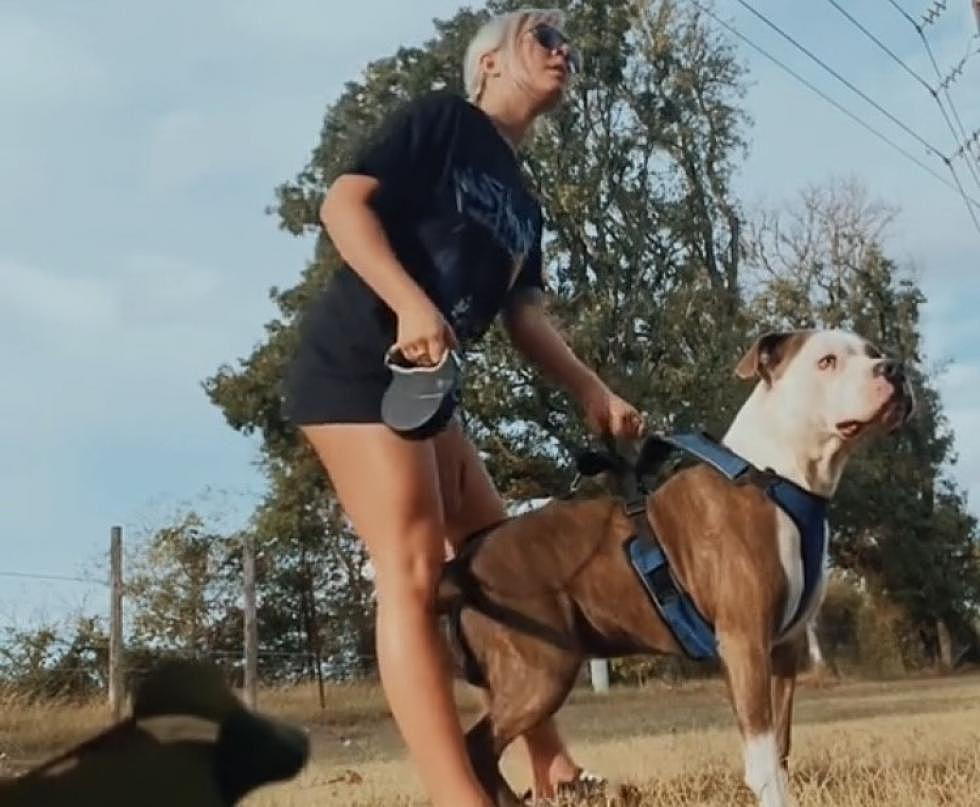 Watch a Texas Pit Bull Show How He Protects His Owner in Public