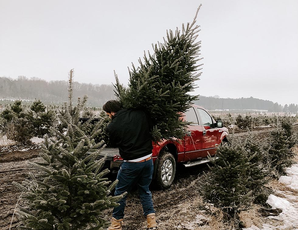 Where You Can Get Your Christmas Tree in West Texas