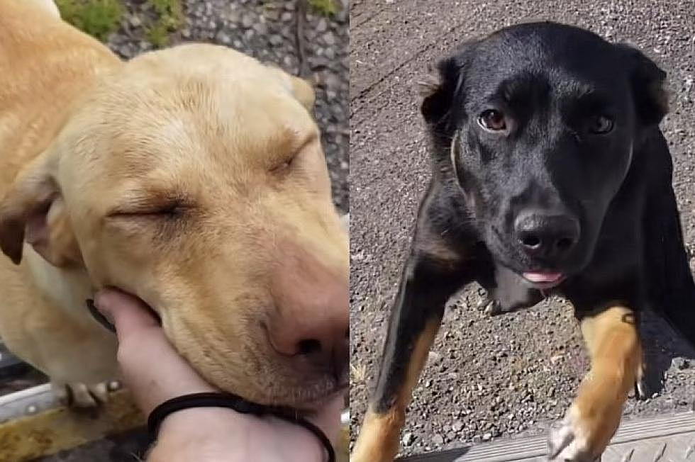 FedEx Driver Has 1.5 Million Followers for Sharing Dogs He Meets