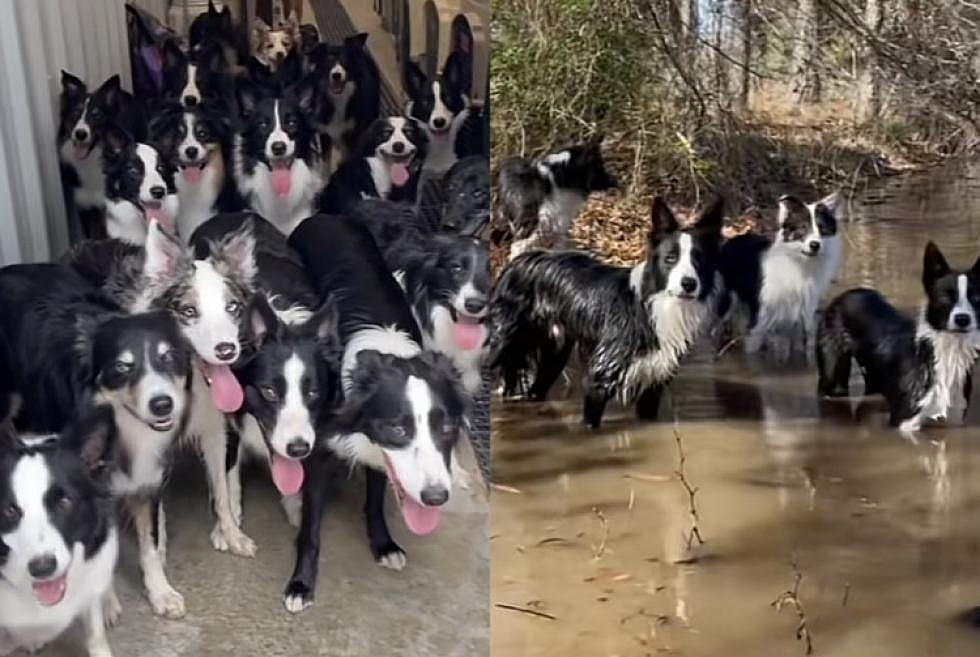 You Won’t Believe How Well-Trained This Texas Woman’s 14 Dogs Are