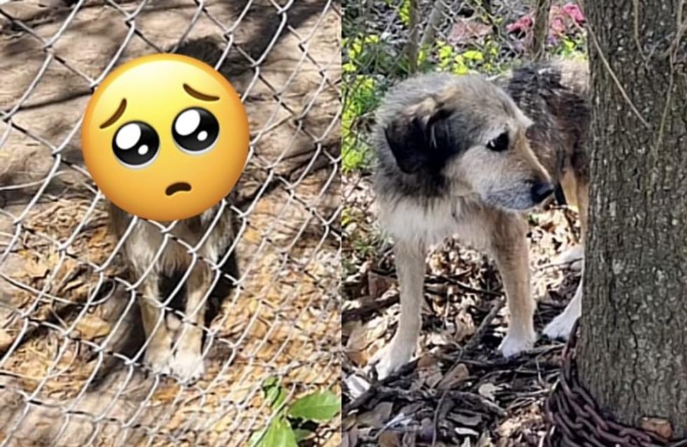 Texas Couple Rescues Abandoned Dog Chained to Tree for 5 Years