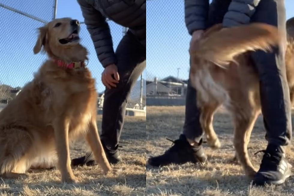 This Adorable Dog Stomped Her Way to Internet Fame