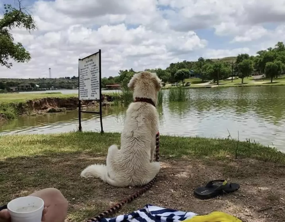 Make Sure Your Dog Is a Good B(u)oy Before Jumping Into Lubbock Lakes &#038; Pools