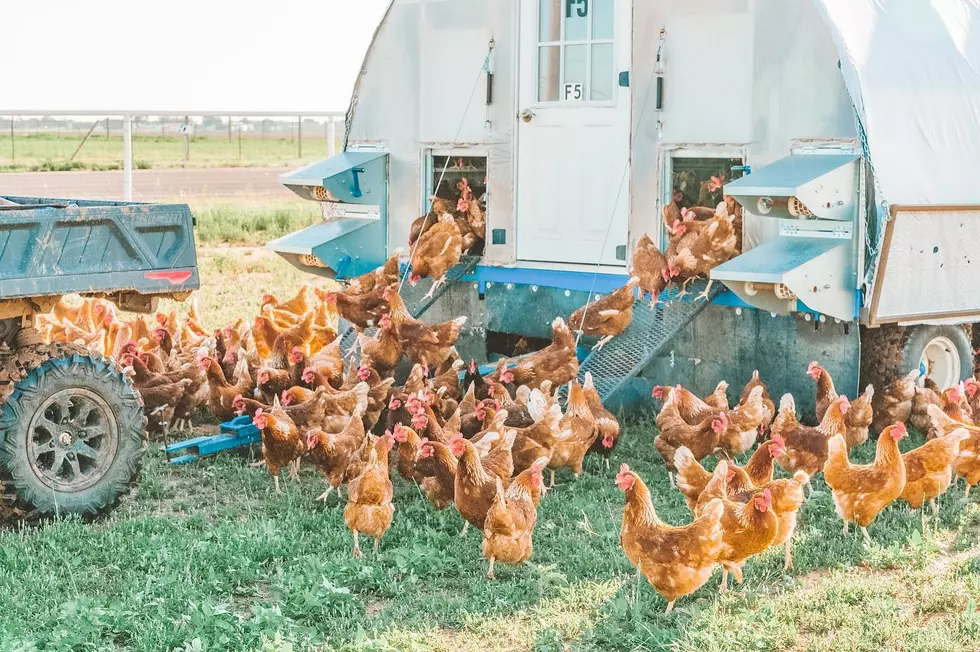 Lubbock Chicken Farm Hosts 3rd Annual Family Movie Night