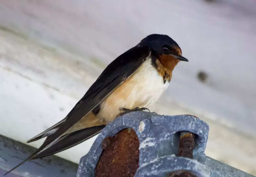 How to Prevent Barn Swallows from Nesting on Your Home 