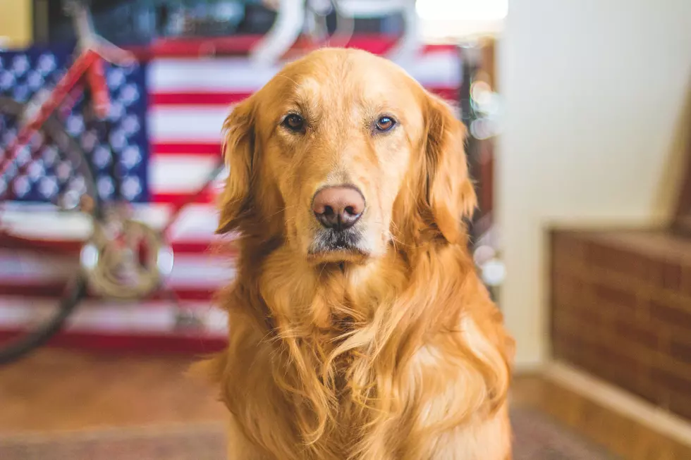 How to Keep Your Dog Safe During Texas Fireworks