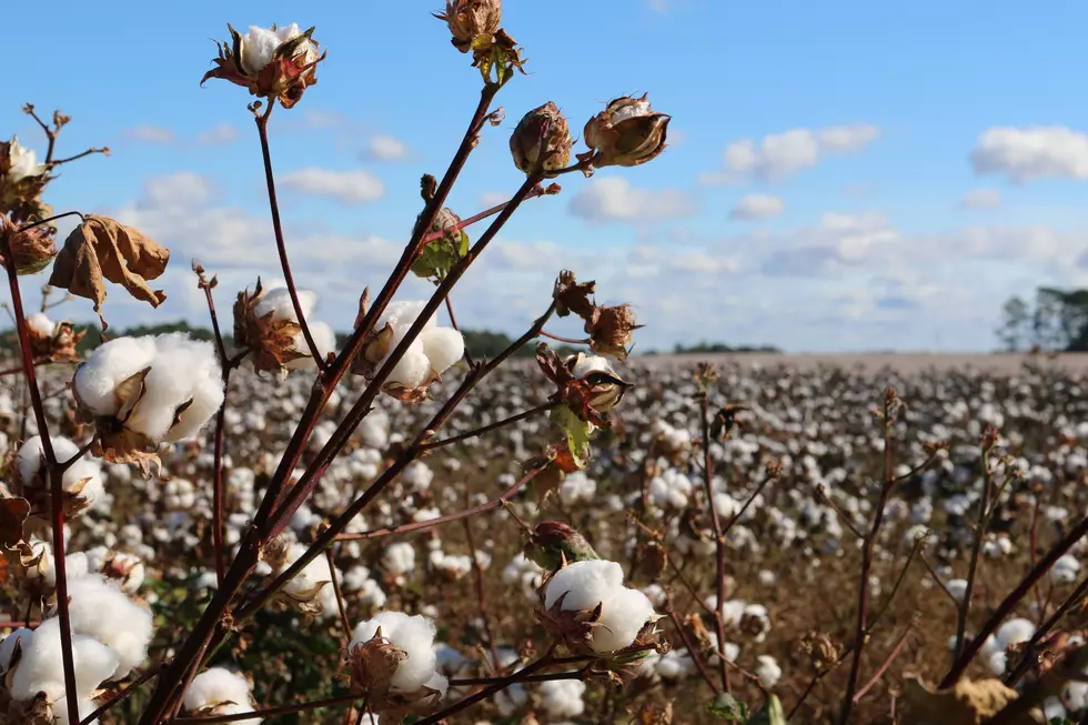 Don&#8217;t Bail on Visiting These 5 Fantastic Lubbock-Area Farms