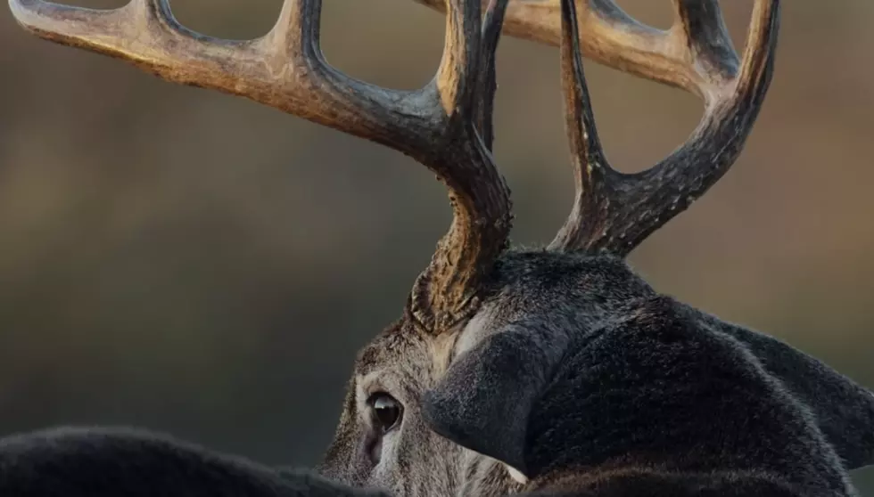 The First Texas Nature Documentary Is Coming to Movie Theaters This Week