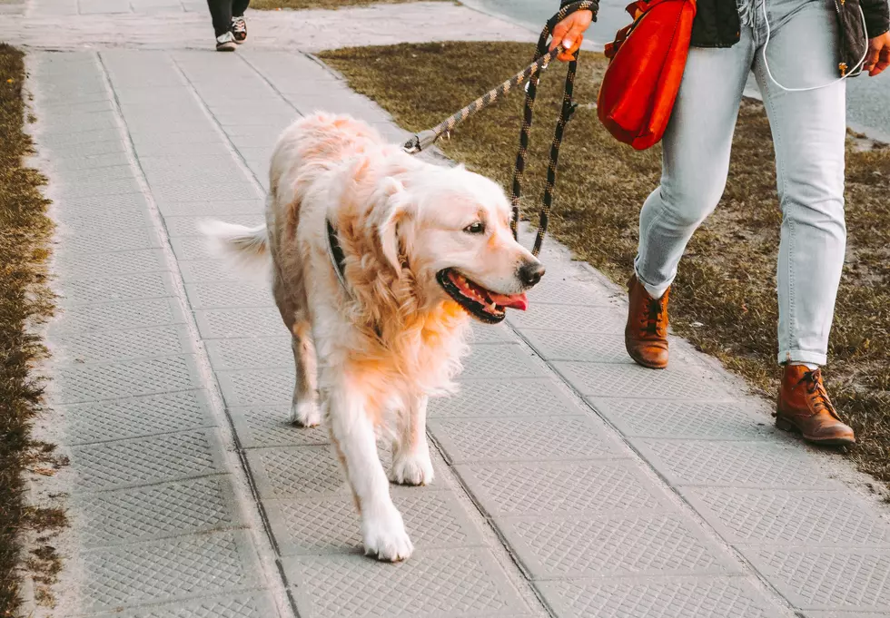 How Hot Is Too Hot for Fido? What Lubbock Dog Parents Need to Know