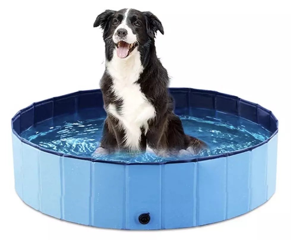 10 Amazon Finds to Help Your Pet Beat the Texas Heat