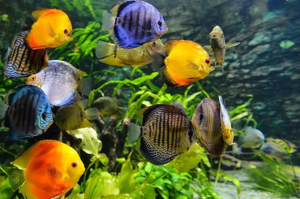 The Largest Aquarium Event in the U.S. is Coming to Texas Next Month