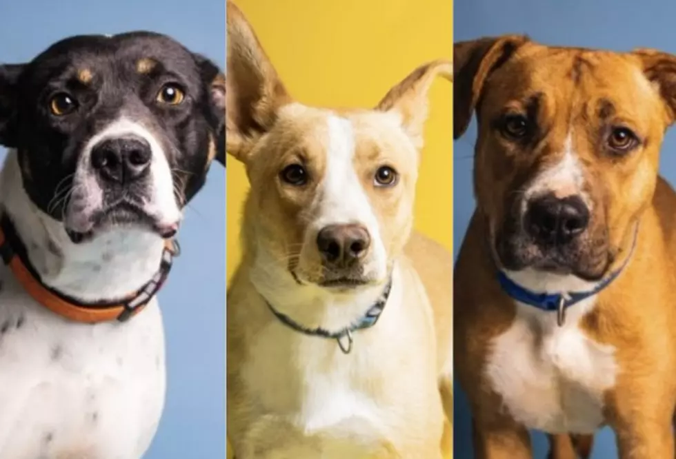 25 Adorable Dogs Available for Adoption at the Lubbock Animal Shelter