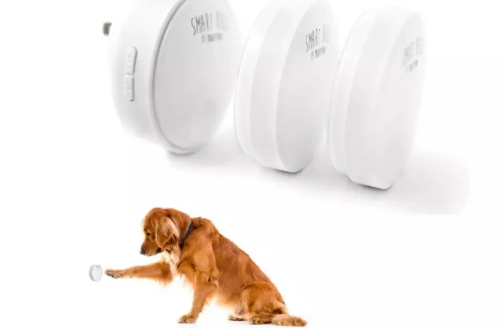 Training Your Dog to Use This Device Makes Life So Much Easier