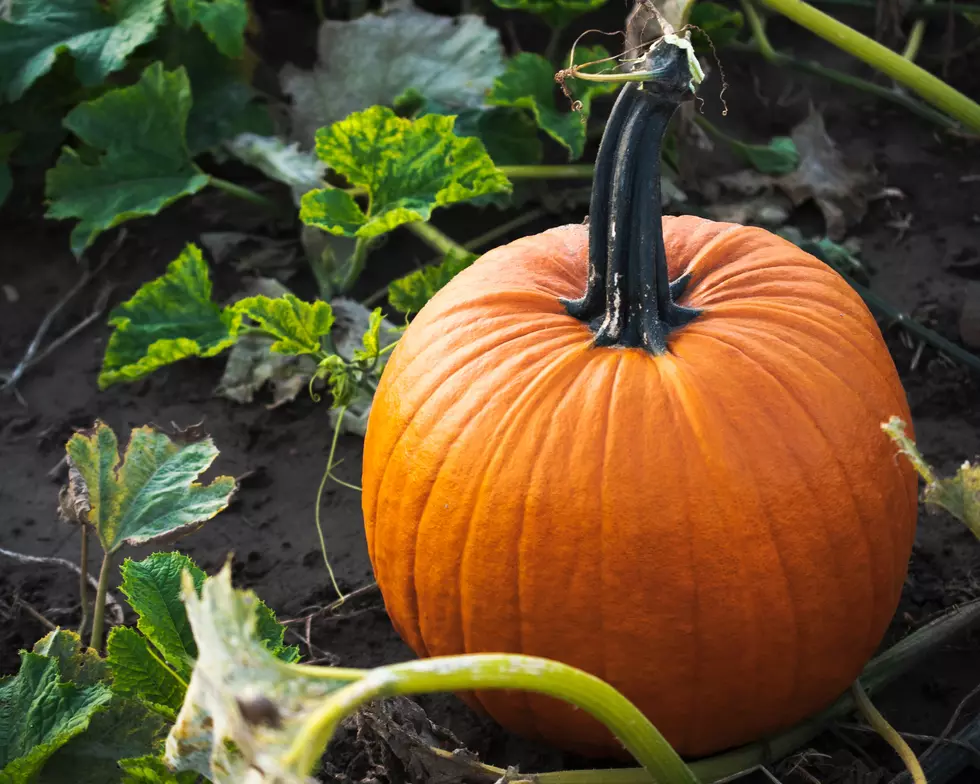 Oh My Gourd?! Did You Know These Odd Facts About Pumpkins?