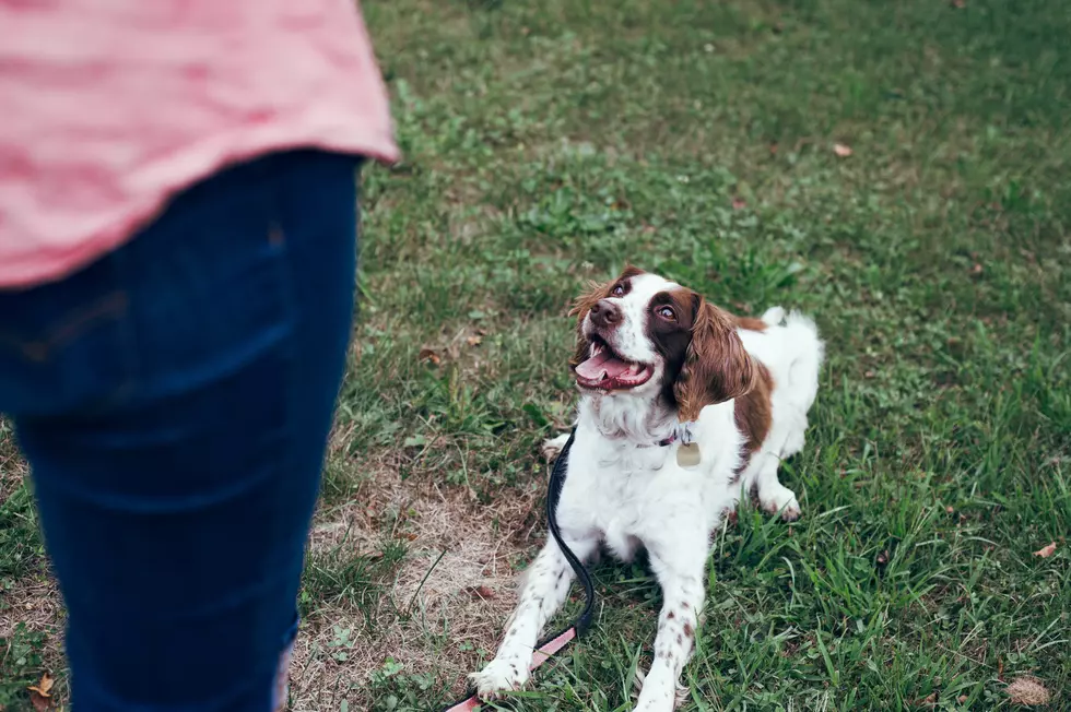 Texas Tech is Offering Free Dog Training Classes on Campus