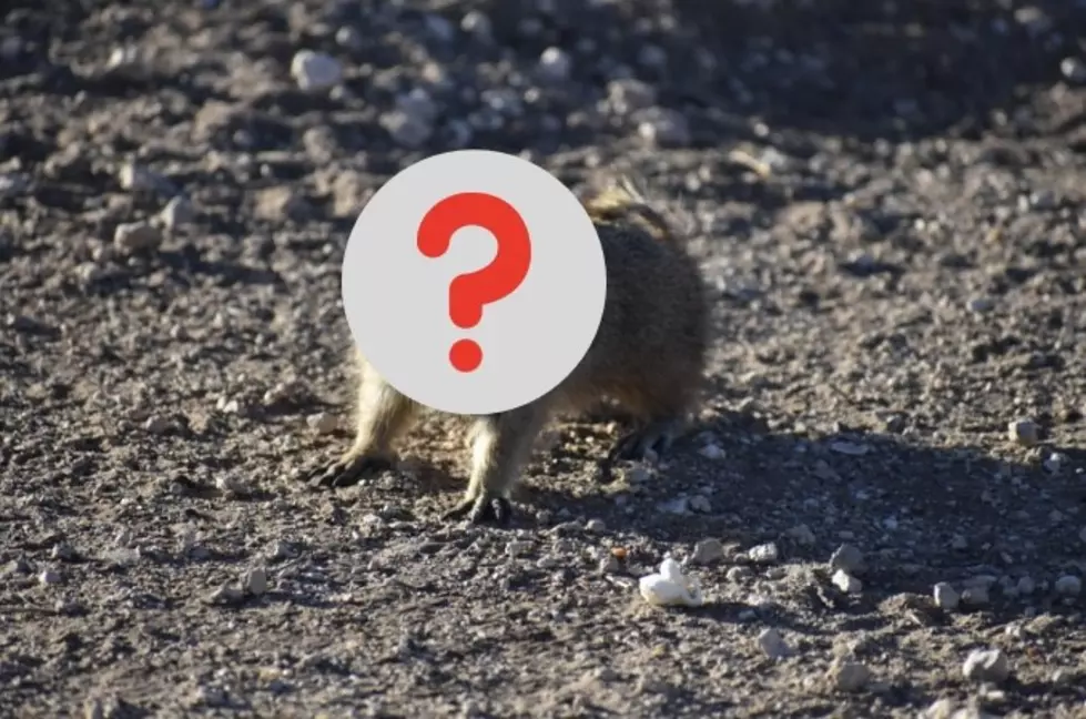 ‘What’s This Hamster Called?': Lubbock Resident Confused by Local Rodent