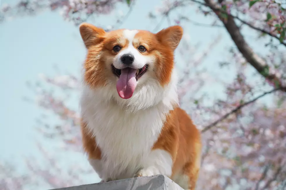 TTU Needs Your Dog to Participate in Their First Ever Corgi Race