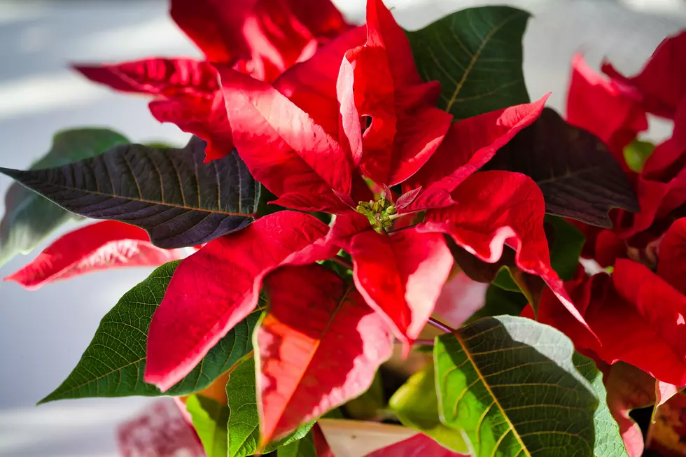 Notice Something Weird in Your Poinsettia? This Might Be It 