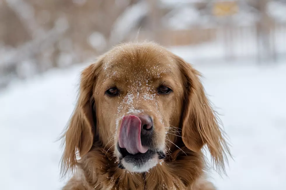 How Cold is Too Cold for Outdoor Dogs?