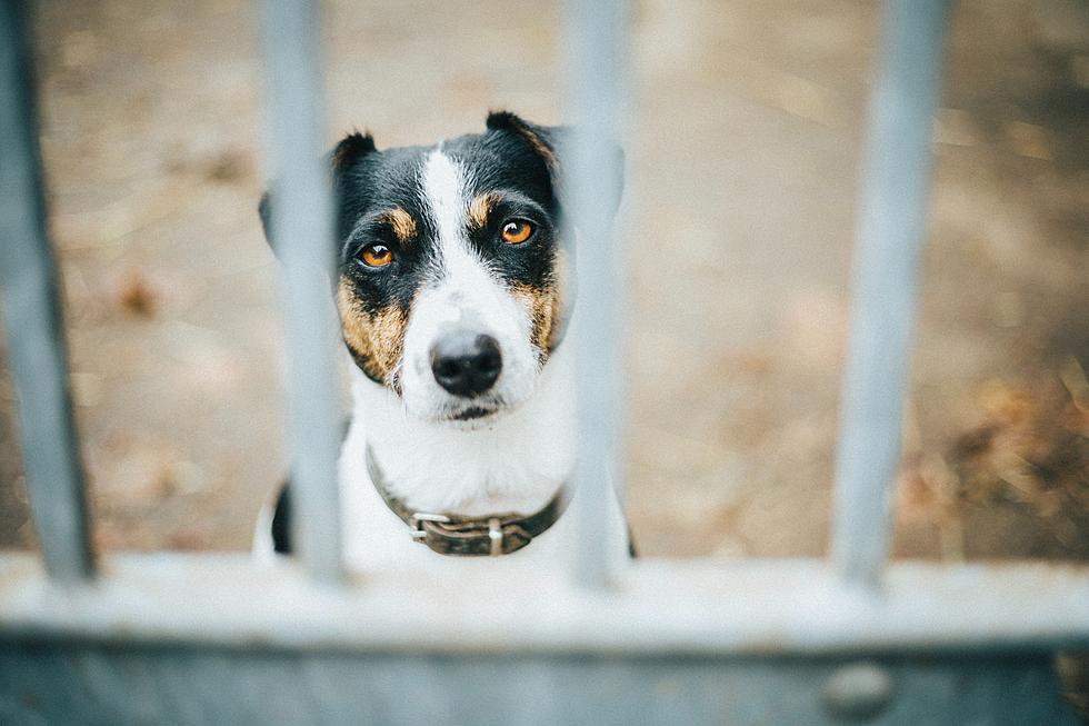 Texas Animal Shelter Proves Popular Dog Breed Stigma Wrong