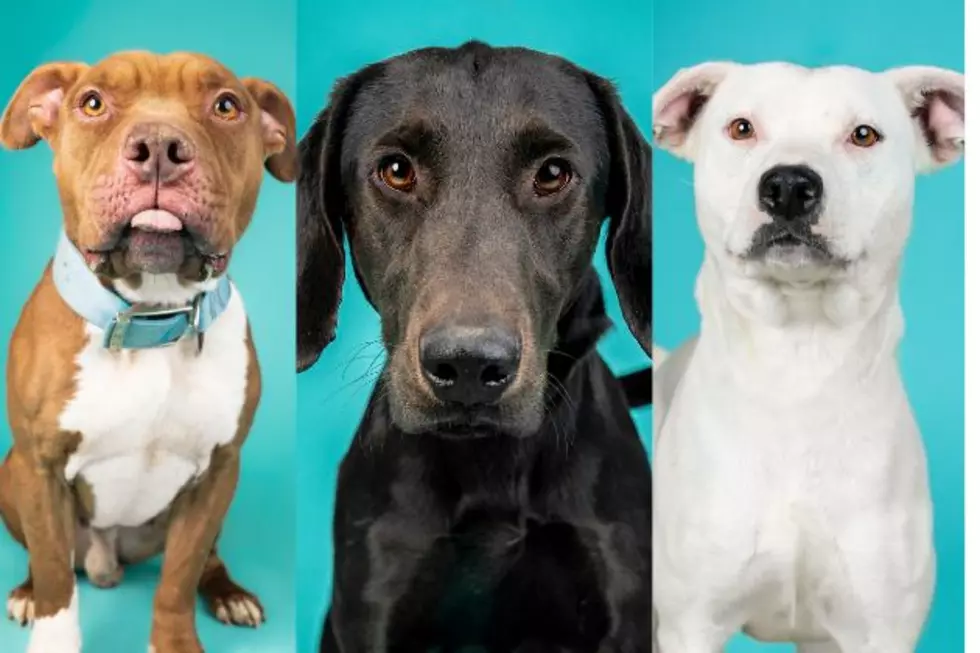 18 Dog-Friendly Lubbock Pups Ready for Their Forever Home 