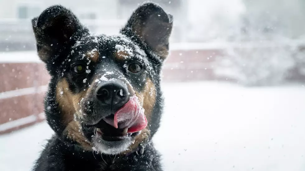 Attention Lubbock: How to Keep Your Pets Safe in the Snow