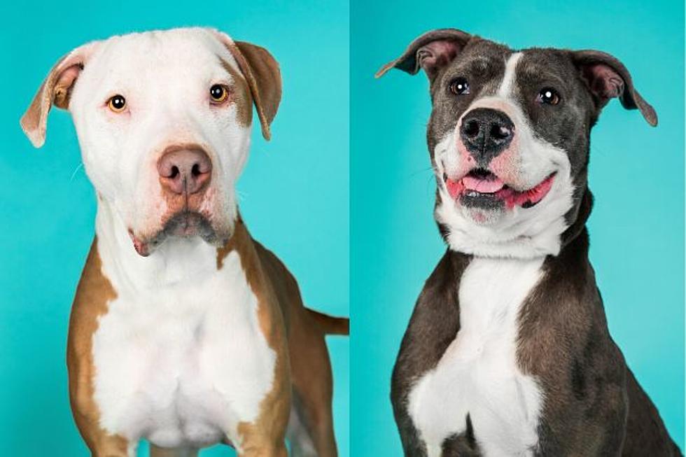 25 Dogs That are in Desperate Need of Their Forever Home