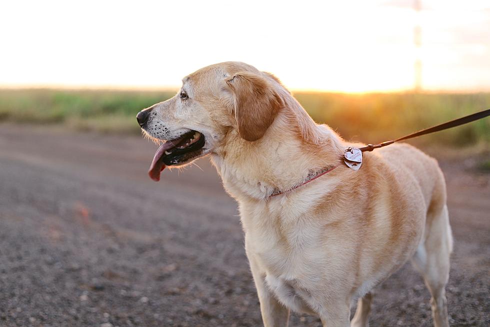 How to Keep Pesky Texas Mosquitoes Away from Your Pets 