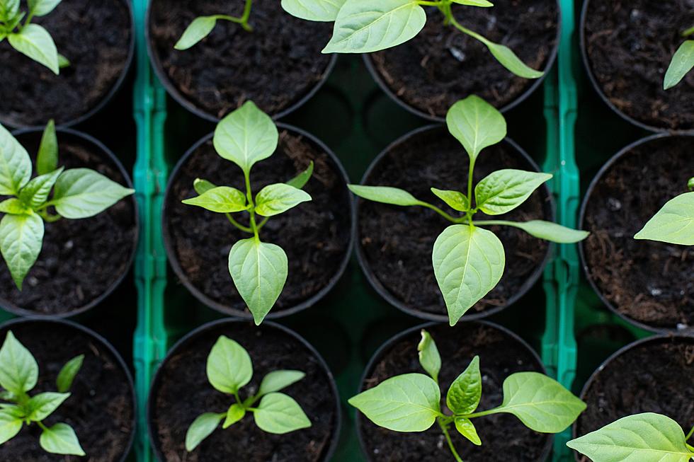 Stock Your Lubbock Garden at the LMGA Annual Spring Plant Sale 