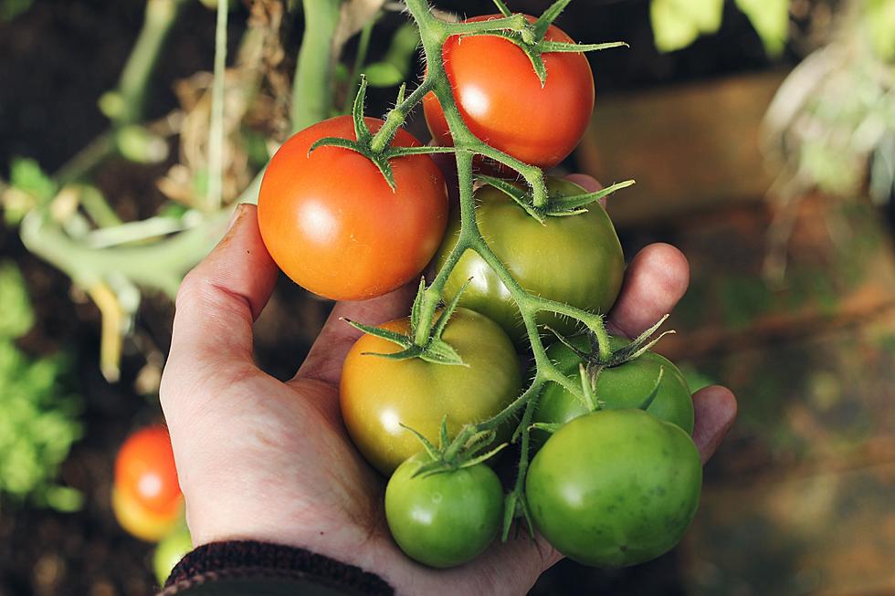 A Beginner’s Guide to Growing a Salsa Garden in Texas