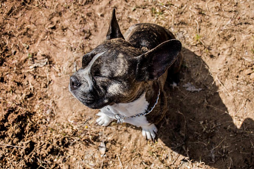 How to Keep Your Dog Safe During West Texas Dust Storms